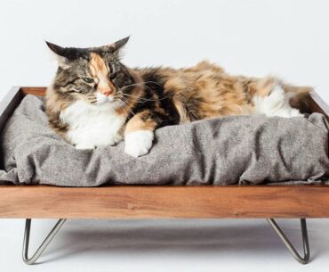 10-Best-Cat-Beds-in-2022-Purrrrfect