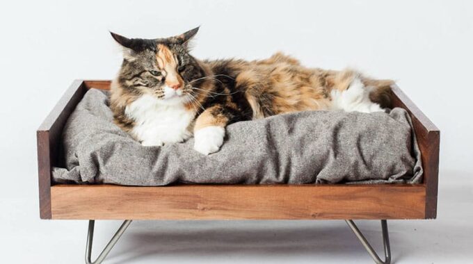 10 Best Cat Beds in 2022 –Purrrrfect!
