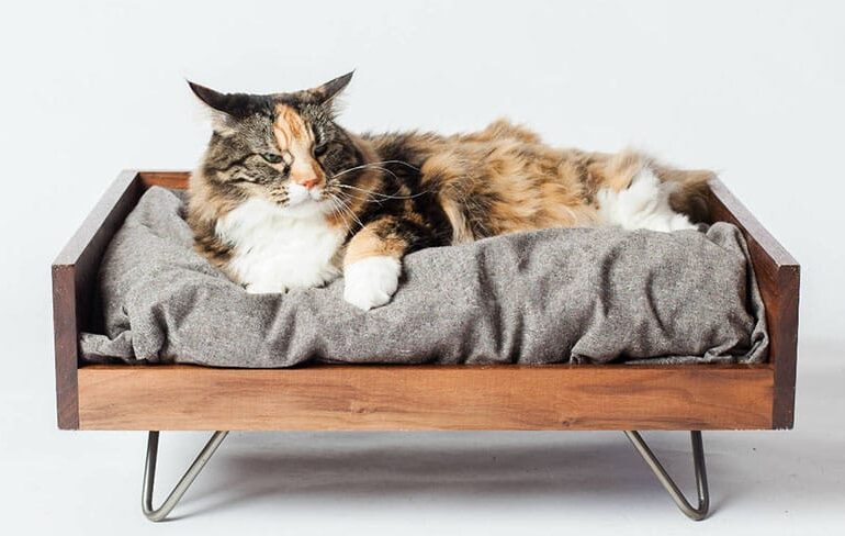 10-Best-Cat-Beds-in-2022-Purrrrfect