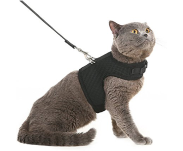 10-Best-Cat-Harnesses-in-2022