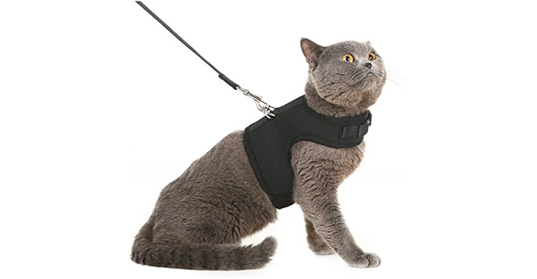 10-Best-Cat-Harnesses-in-2022