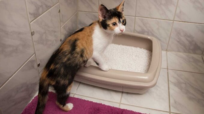 10 Best Clumping Cat Litters in 2022