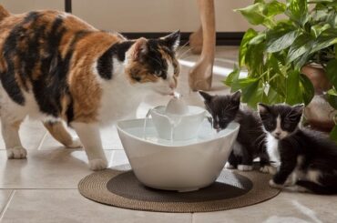 10-Best-Cat-Water-Fountains-in-2022-1