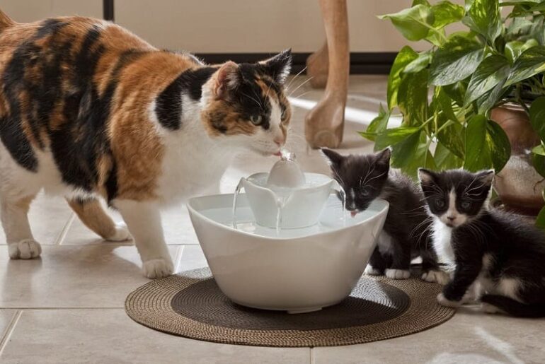 10-Best-Cat-Water-Fountains-in-2022-1