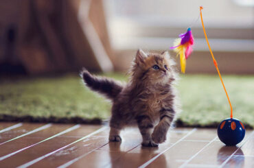 10-Best-Interactive-Cat-Toys-in-2022