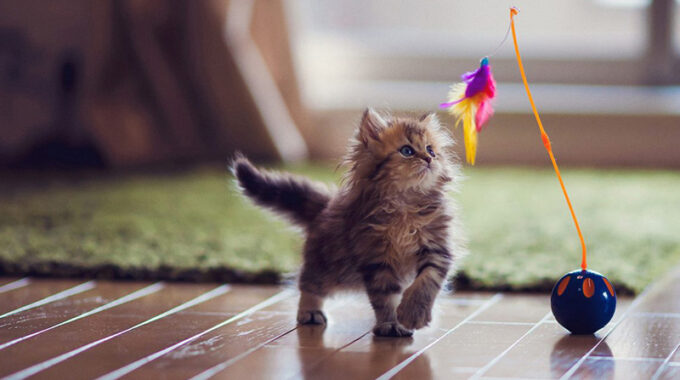 10 Best Interactive Cat Toys in 2022