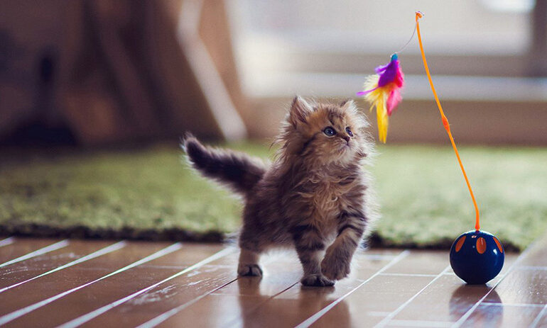 10-Best-Interactive-Cat-Toys-in-2022