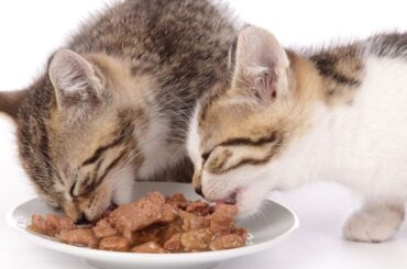 10-Best-Wet-Food-for-Cats-2022