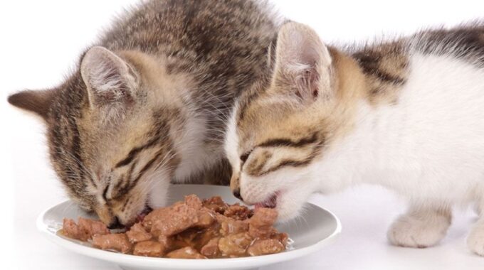 8 Best Wet Food for Cats in 2022
