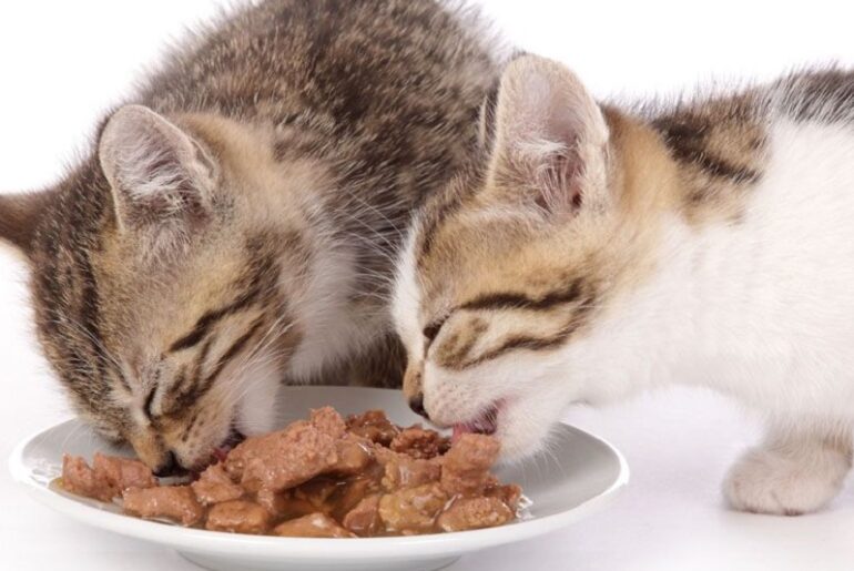 10-Best-Wet-Food-for-Cats-2022