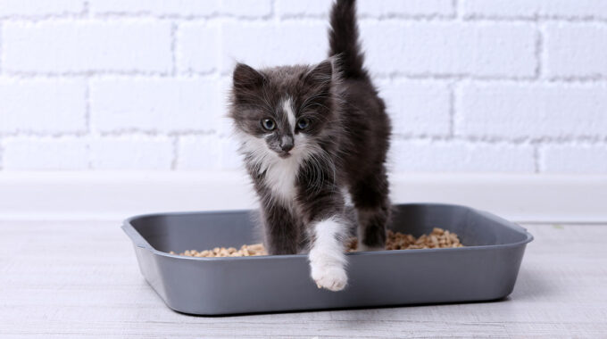 10 Best Cat Litters for Odor Control in 2022