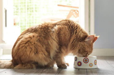 8-best-cat-food-for-older-cats-in-2022-1