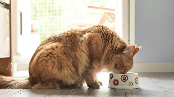 8 Best Cat Food for Older Cats in 2022