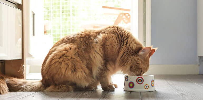 8-best-cat-food-for-older-cats-in-2022-1