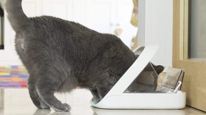 9 Best Automatic Cat Feeders in 2022