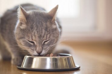 10 Best-Grain-Free-Cat-Foods-in-2022