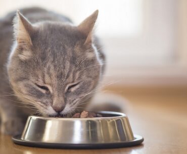 10 Best-Grain-Free-Cat-Foods-in-2022