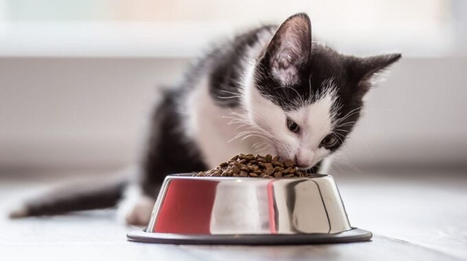 10 Best Kitten Foods in 2022