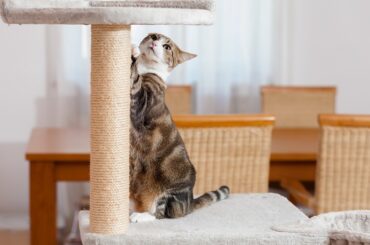 best-cat-scratching-posts-in-2022