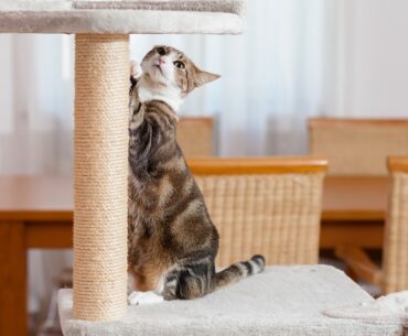 best-cat-scratching-posts-in-2022