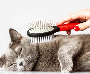 best-cat-brushes