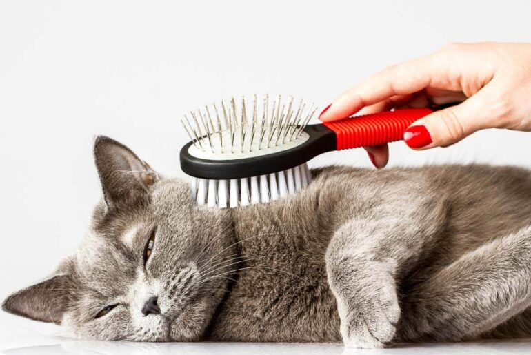 best-cat-brushes