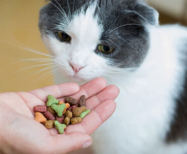 best-healthy-cat-treats