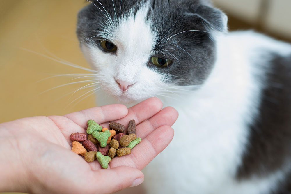best-healthy-cat-treats