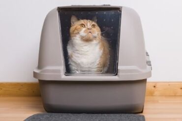 best-cat-litter-boxes