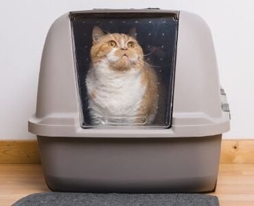 best-cat-litter-boxes