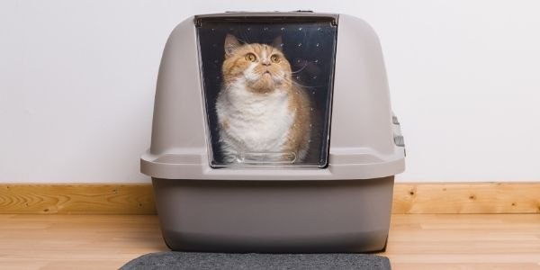 The 9 Best Cat Litter Boxes of 2022