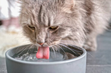 best-cat-water-bowls