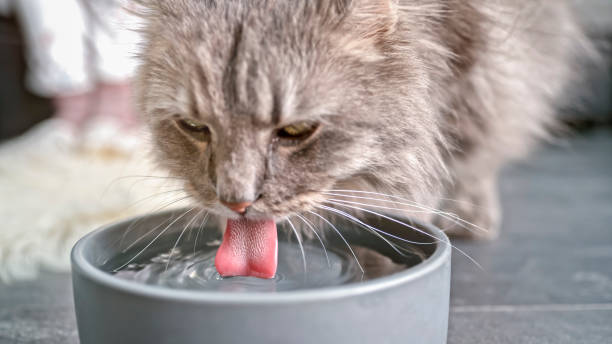 The 8 Best Cat Water Bowls of 2022