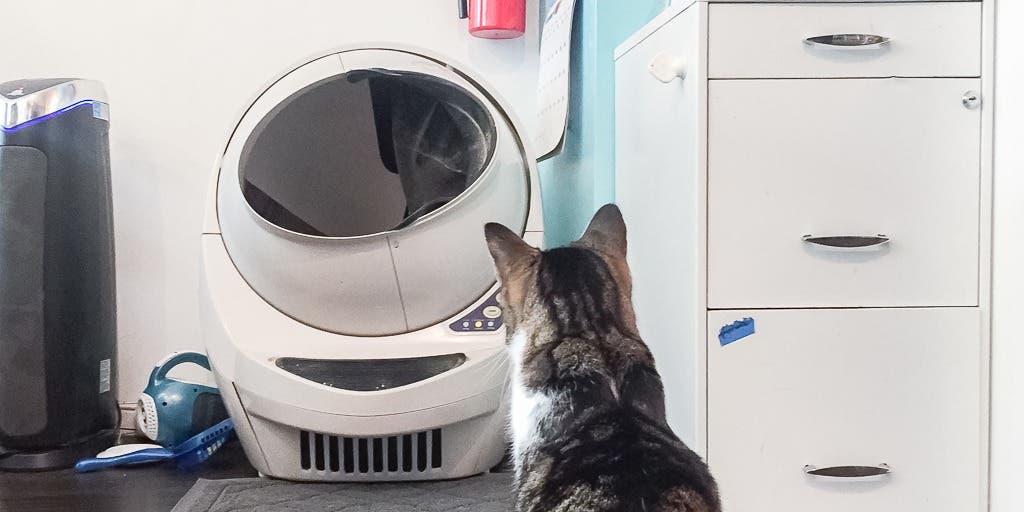 The Best Automatic Litter Boxes, Tested by Our Experts