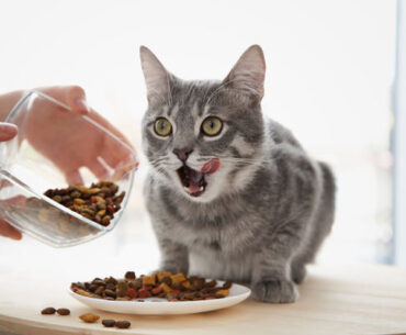 best-premium-dry-cat-foods