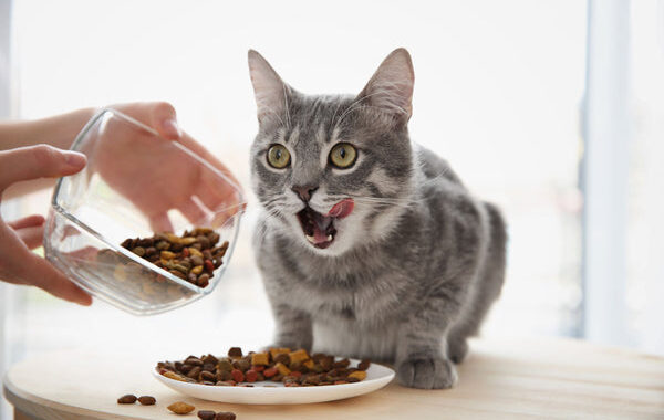 The 9 Best Premium Dry Cat Foods of 2022, According to a Veterinarian