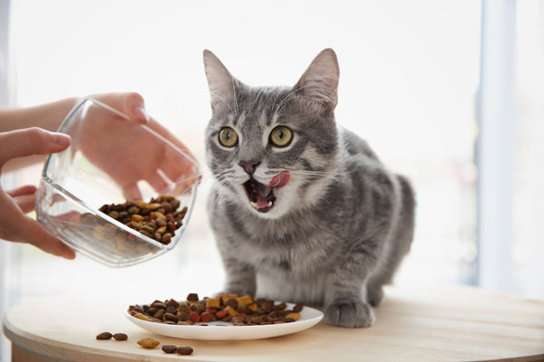 best-premium-dry-cat-foods