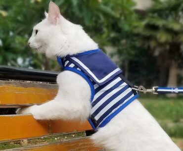 Best-Cat-Harnesses