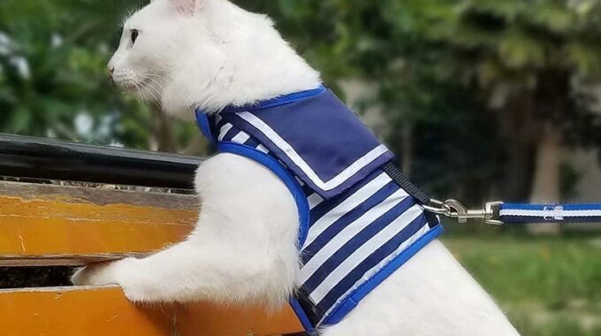 The 8 Best Cat Harnesses of 2022