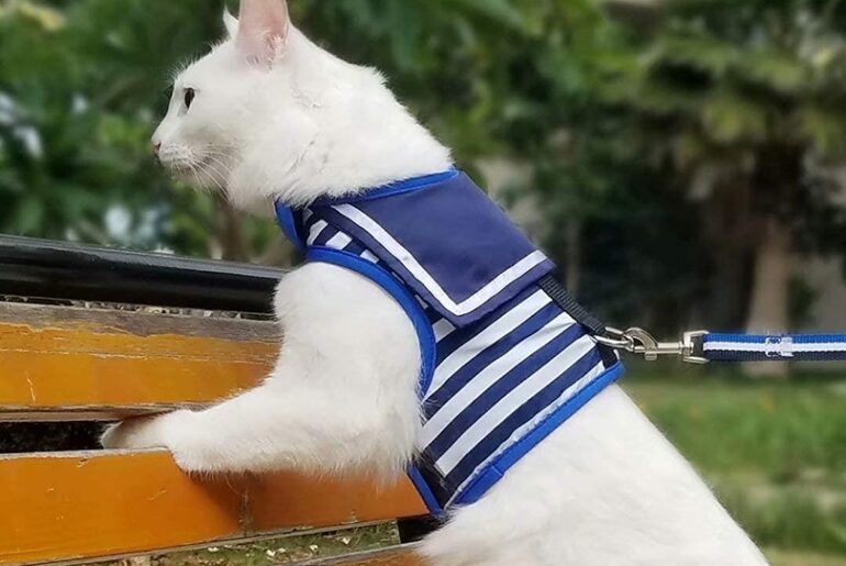 Best-Cat-Harnesses