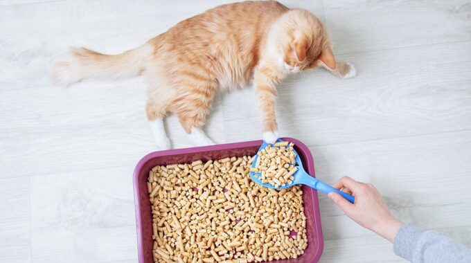 The 7 Best Cat Litters of 2022