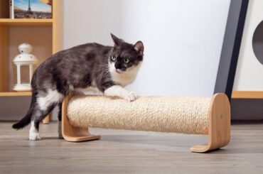 Best-Cat-Scratching-Posts