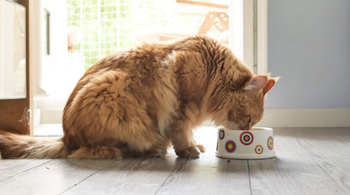 The 6 Best Frozen and Freeze-Dried Raw Cat Food of 2022