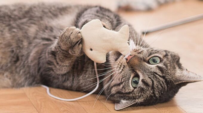 The 8 Best Interactive Cat Toys of 2022