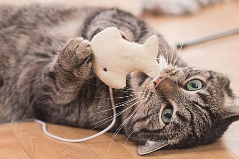 Best-Interactive-Cat-Toys