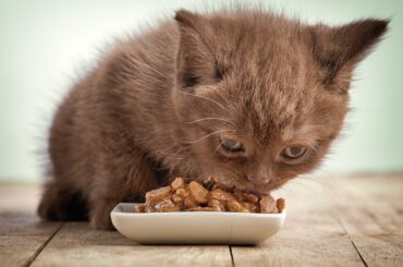 Best-Wet-Foods-for-Kitten