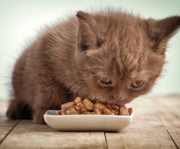 Best-Wet-Foods-for-Kitten