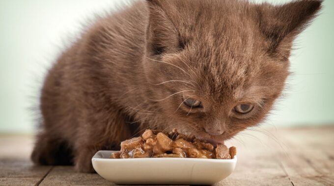 The 7 Best Wet Foods for Your Kitten in 2022