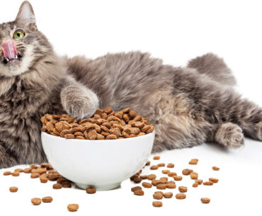 Cat-Foods-for-Weight-Loss