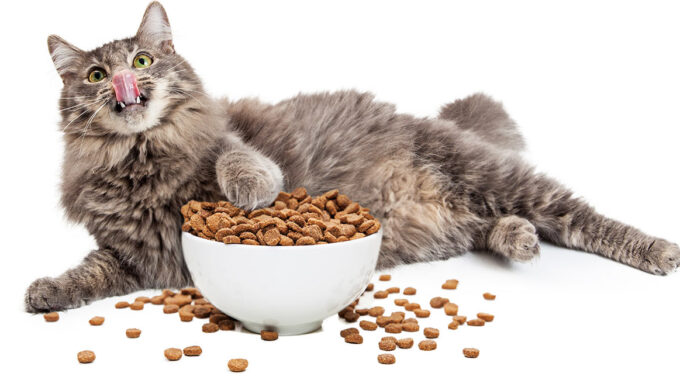 The 6 Best Cat Foods for Weight Loss of 2022